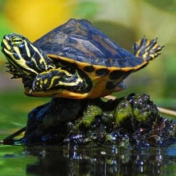 For The Turtles