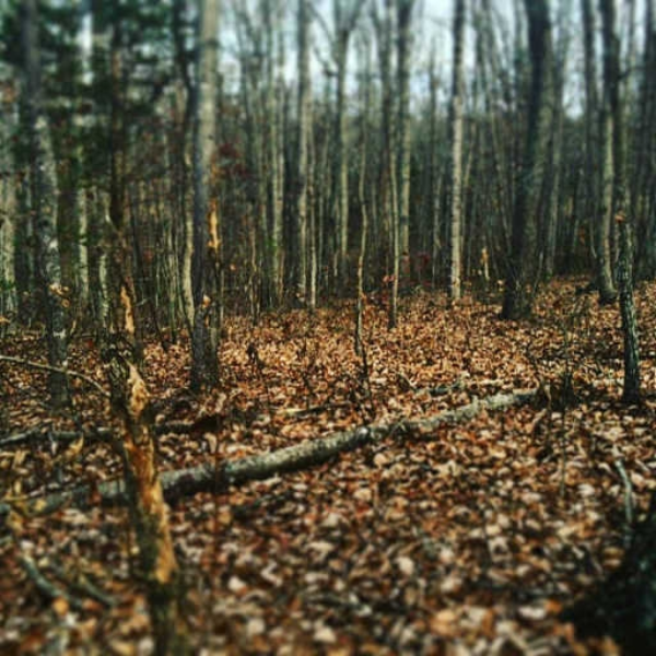 Forest Rave