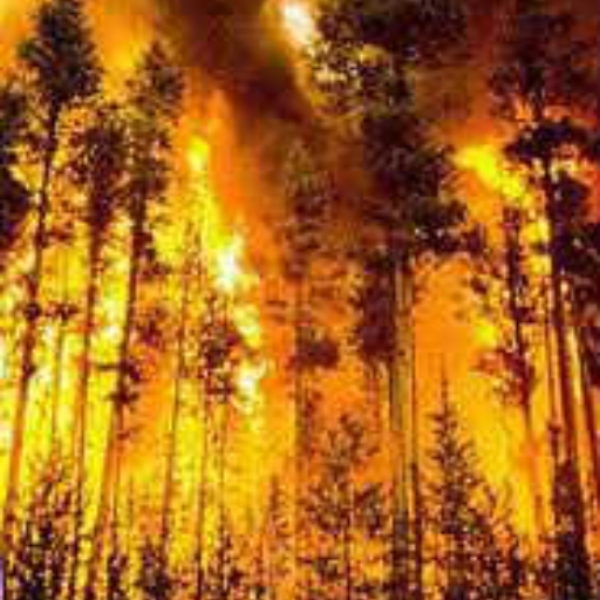 Forest Situation