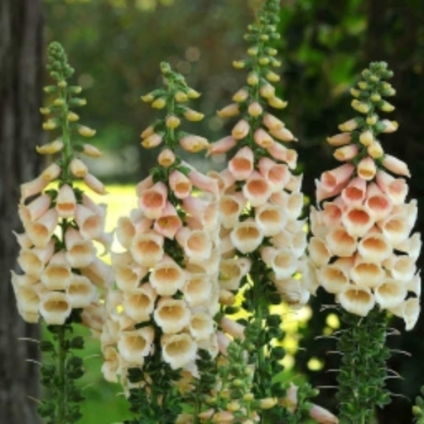 Foxglove
