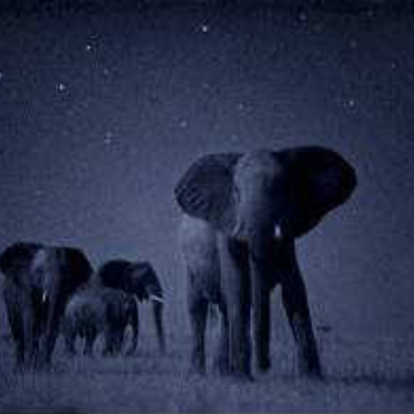 Frica