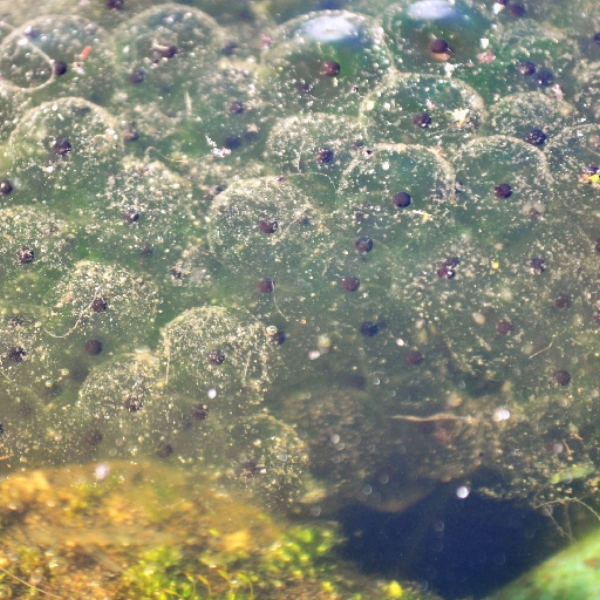 Frogspawn