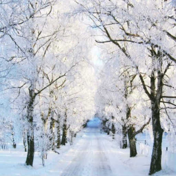 Frost