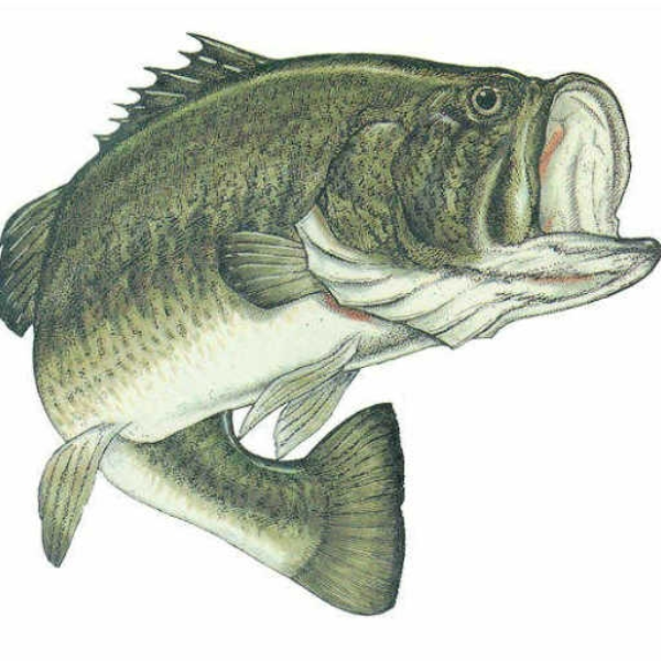 Future Bass