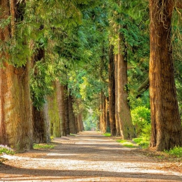 Walk