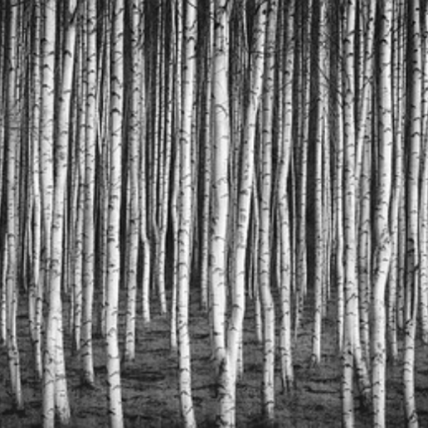 Birch wood