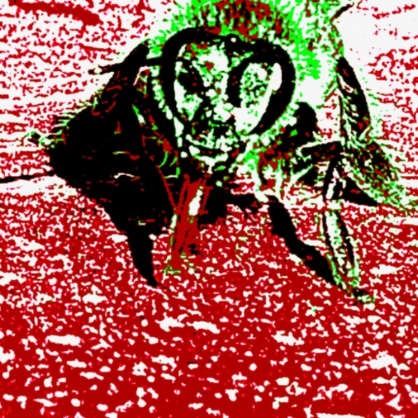 Primal Feral
