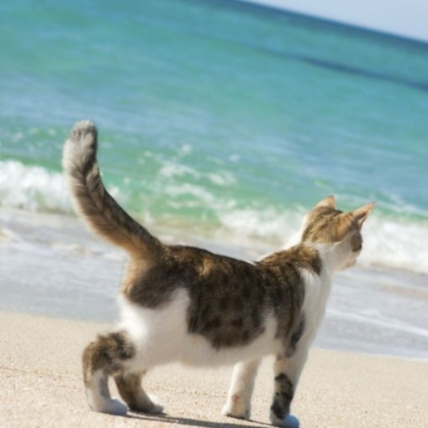Kittens in the beach