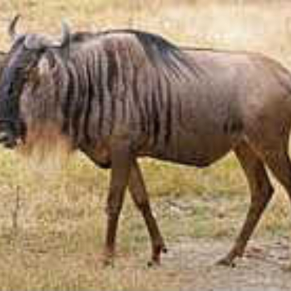 Gnu song