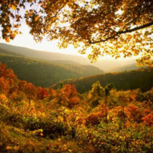 golden virginia