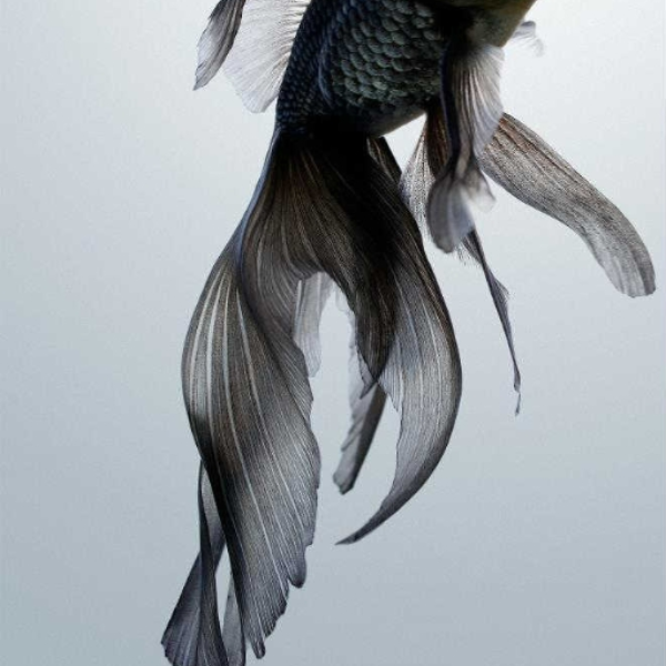 goldfish