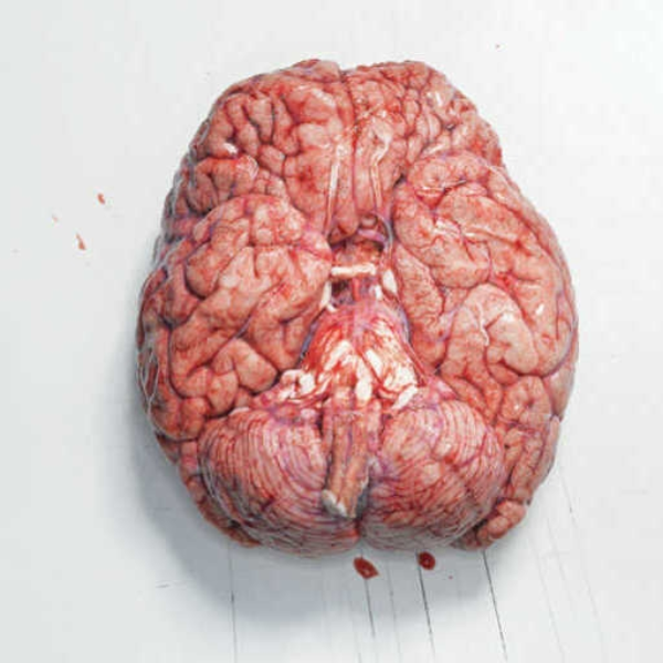 Grout Brain