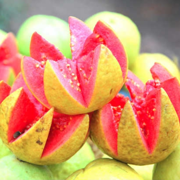 guava [700/failed]