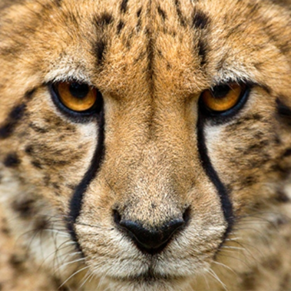 Cheetah
