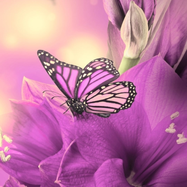 Fly Away