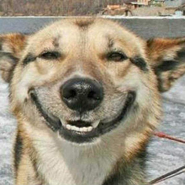 Happy Animals! (True EAR RAPE REMIX)