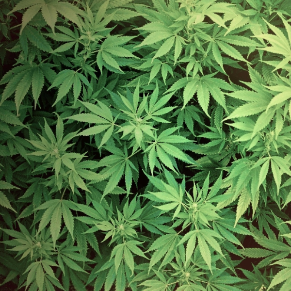 Happy Plant...
