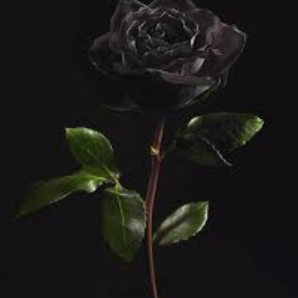 Black Rose