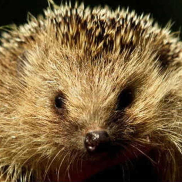 Hedgehog (Darkmix)