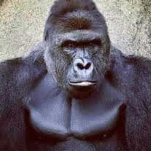 heremba