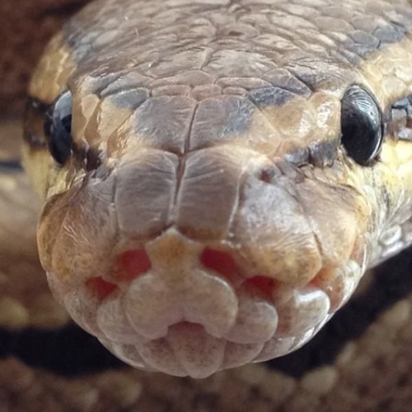Python
