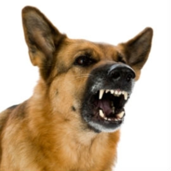 Hocico de perro