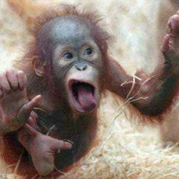 House Monkey