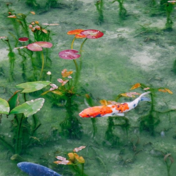Koi
