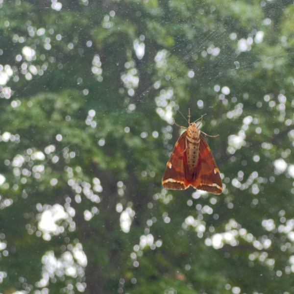 not a moth song
