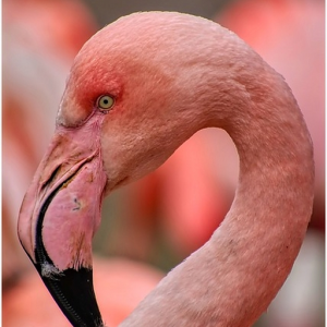 Flamingo (PanDelayum Harmonica is a Thing)