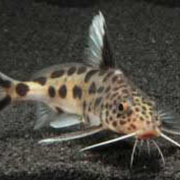 Hungry catfish
