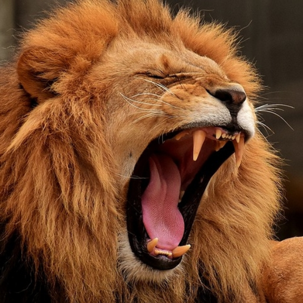 RROAAARR