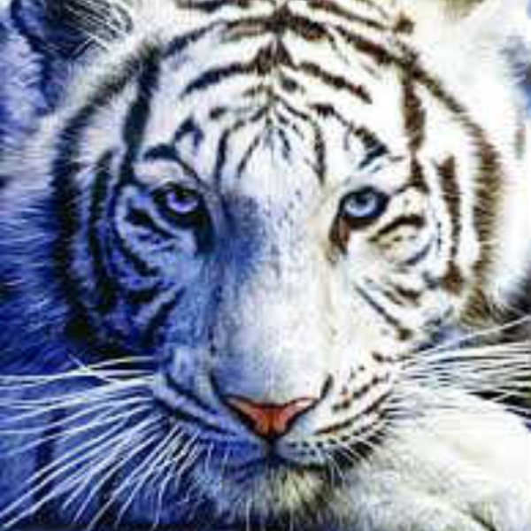 Hype Tiger