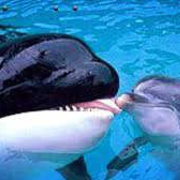 I Hate Whales, They're Dolphin Knockoffs
