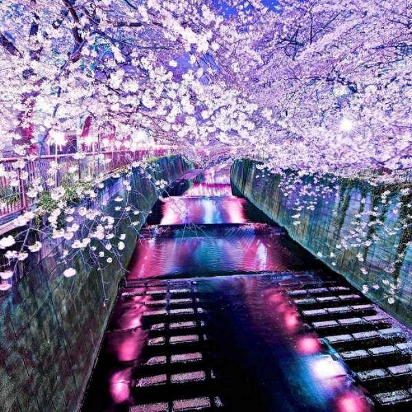 Cherry Blossom