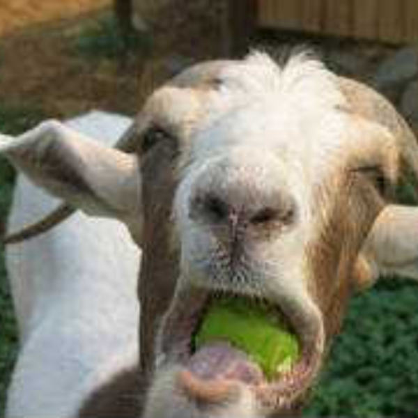 Idk goats...