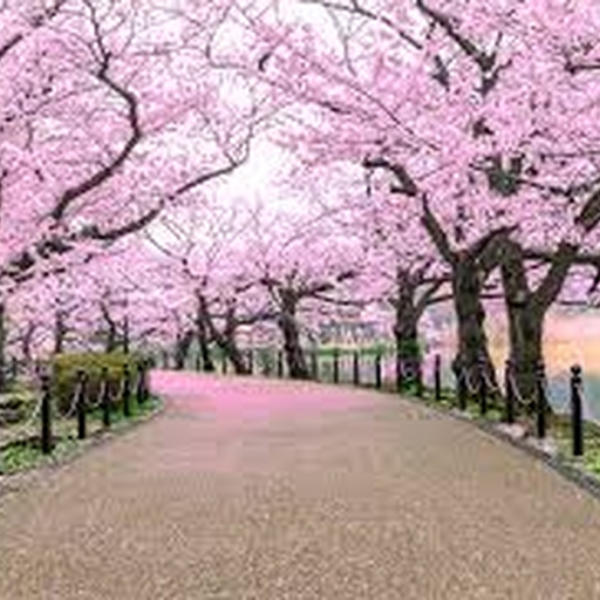 Walk in the park
