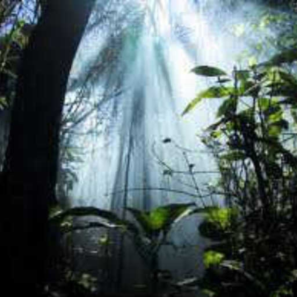 In the Jungle