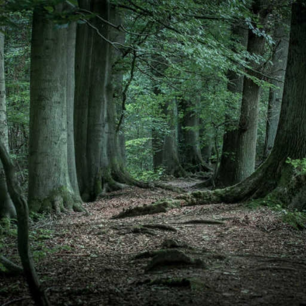 In The Woods