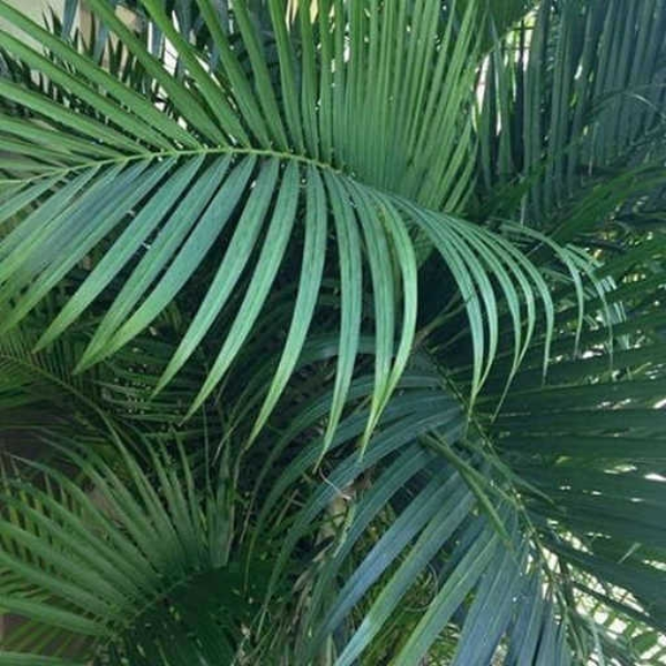 iridociclitus