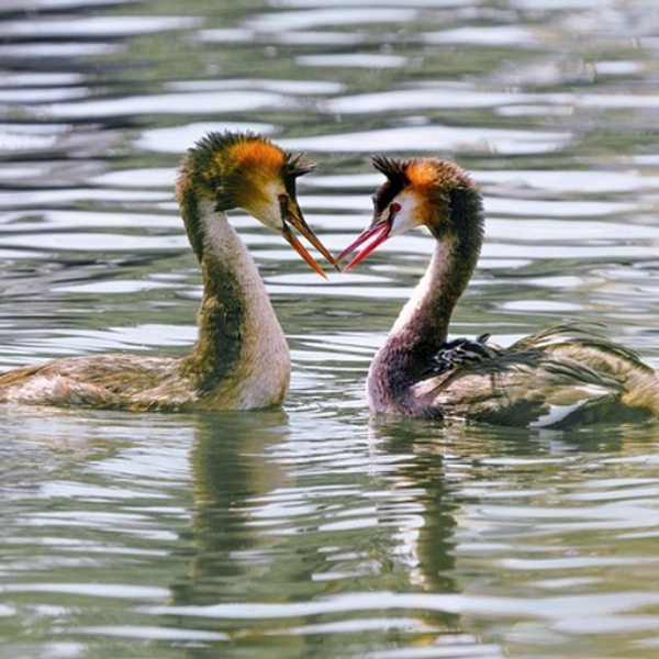Song about two birds: A tug war means we are tied