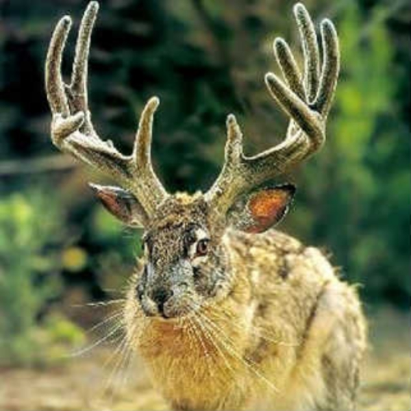 Jackalope