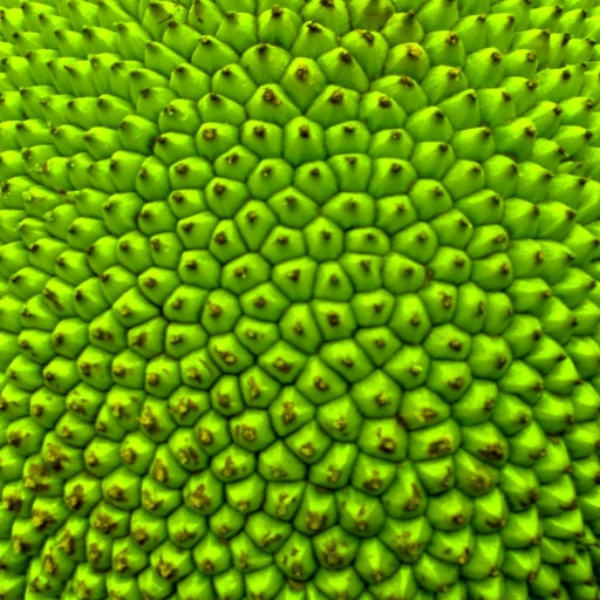 Jackfruit