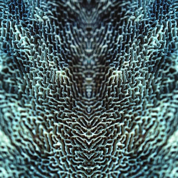 Hive Mind