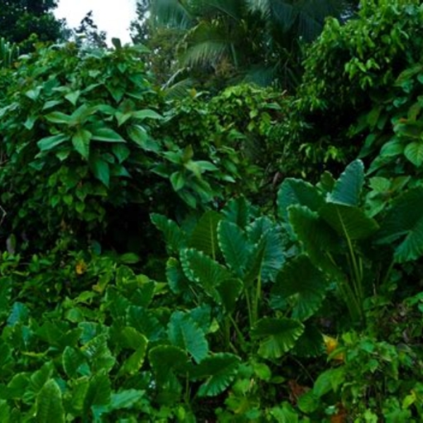 The Jungle