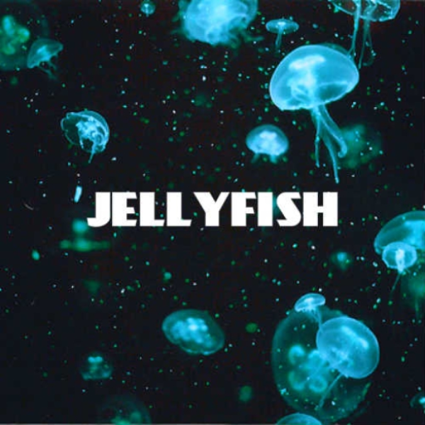 Jellyfish