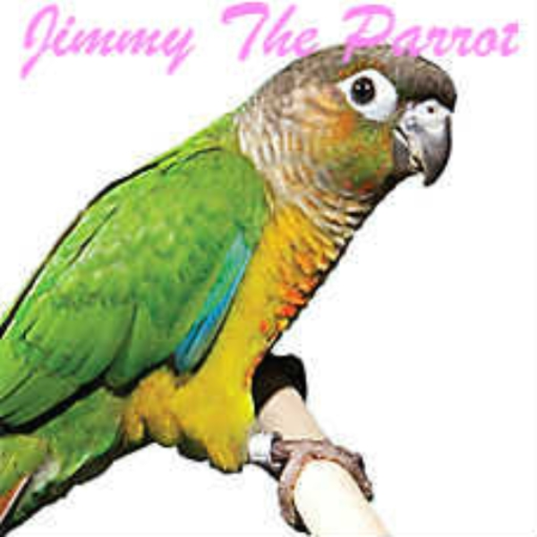 Jimmy The Parrot