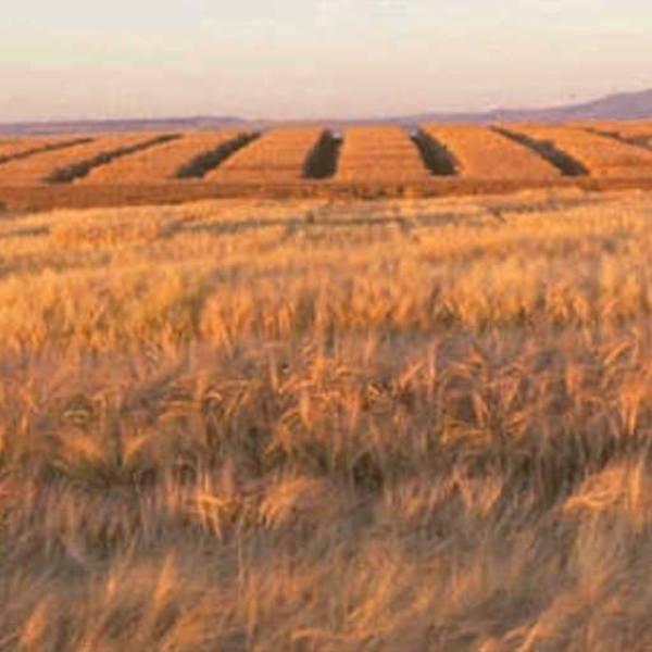 Field Of Mice