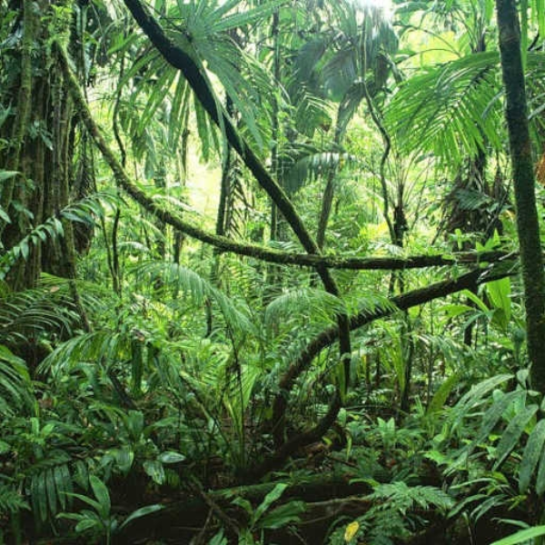 Jungle Run (0UT 0F K0NTR0L Remix)
