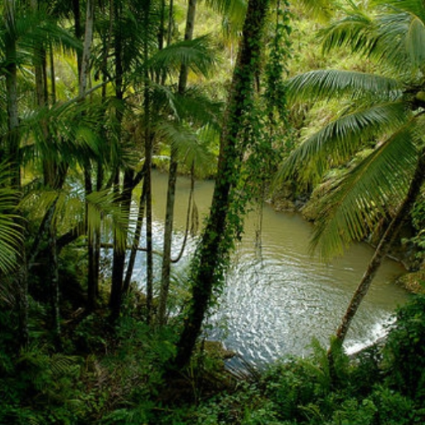 Jungleous
